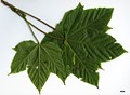 SpeciesSub: subsp. sterculiaceum